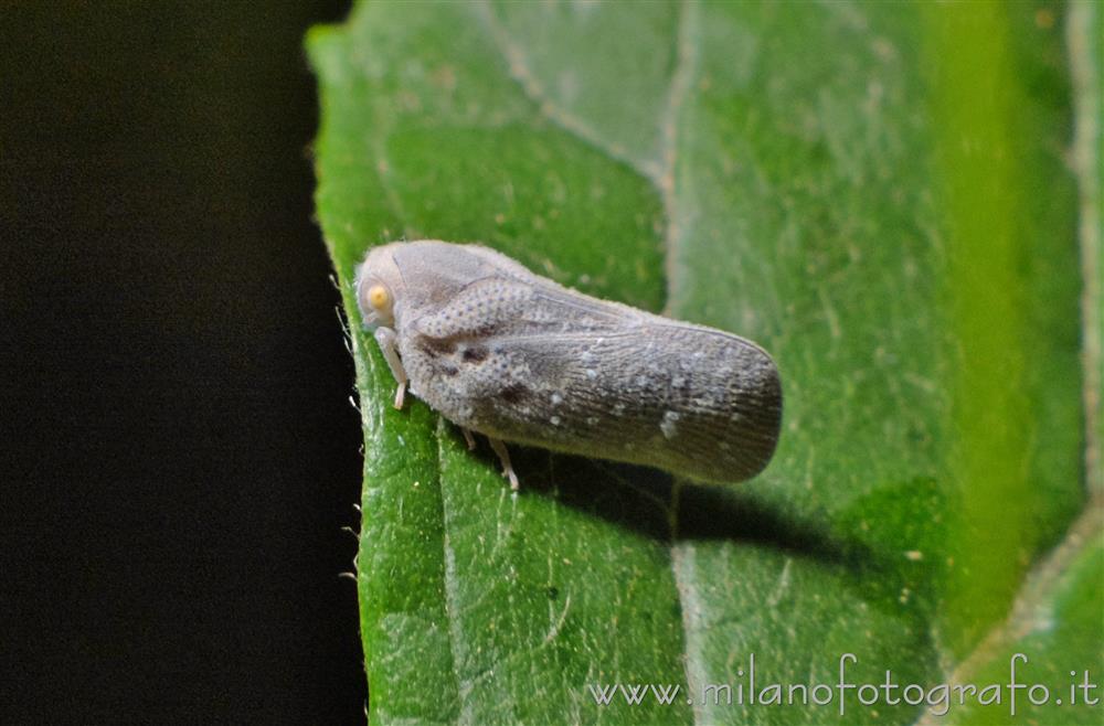 Cadrezzate (Varese) - Metcalfa pruinosa